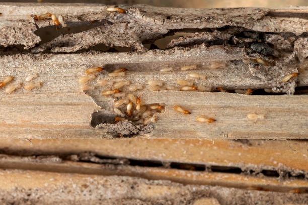 Best Termite Control Services  in Boulevard Gardens, FL