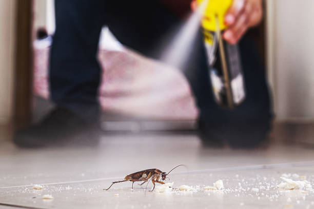 Wasp Removal Services in Boulevard Gardens, FL